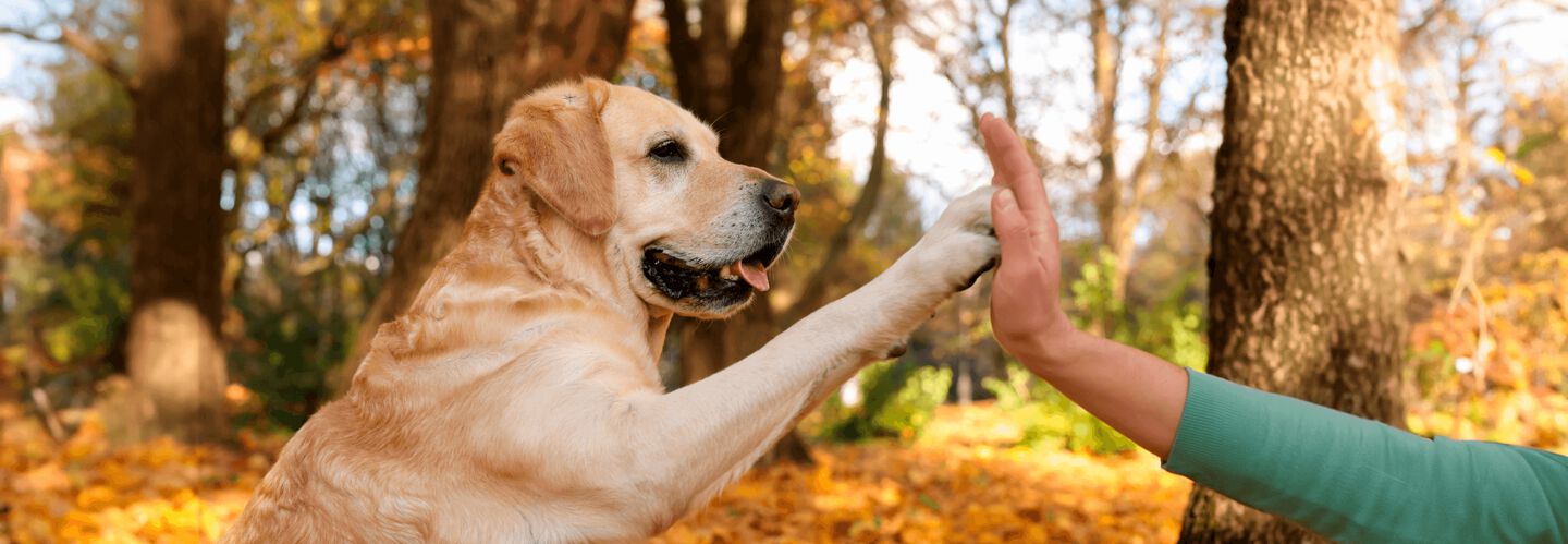 Entiende el lenguaje corporal y los gestos de tu perro