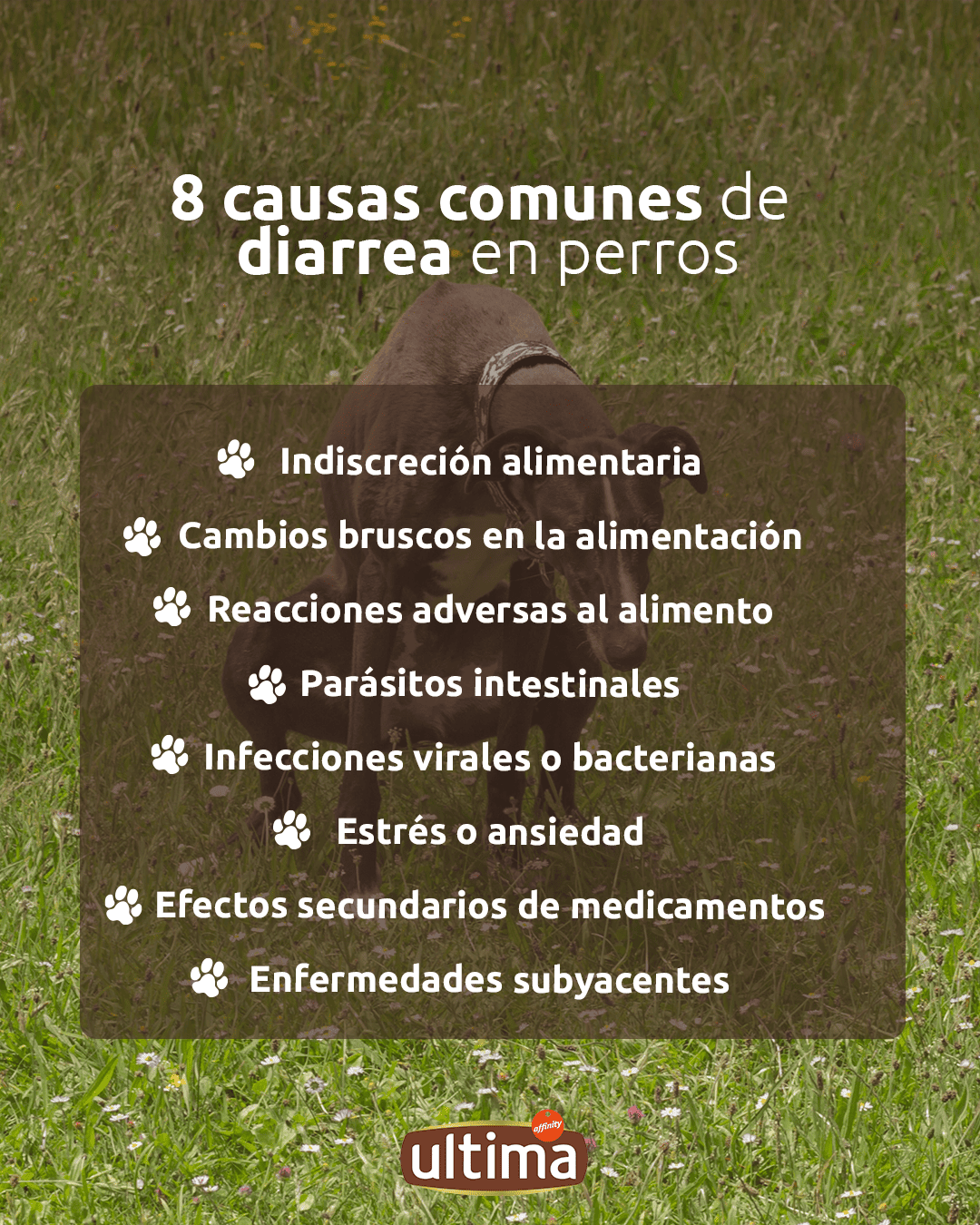 Infograf&iacute;a con rostro de perro asom&aacute;ndose en la foto.  Texto: 8 causas comunes de diarrea en perros:  ●	Indiscreci&oacute;n alimentaria ●	Cambios bruscos en la alimentaci&oacute;n ●	Reacciones adversas al alimento ●	Par&aacute;sitos intestinales ●	Infecciones virales o bacterianas ●	Estr&eacute;s o ansiedad ●	Efectos secundarios de medicamentos ●	Enfermedades subyacentes Observar y conocer sus h&aacute;bitos es clave para detectar a tiempo cualquier problema.