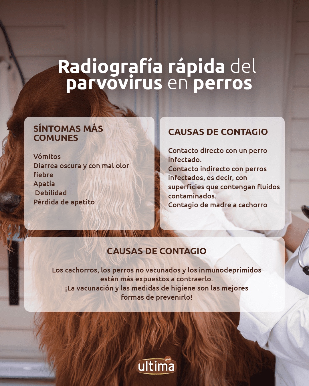 Infograf&iacute;a titulada &ldquo;Radiograf&iacute;a r&aacute;pida del parvovirus en perros&rdquo;. S&iacute;ntomas m&aacute;s comunes: V&oacute;mitos, diarrea oscura y con mal olor, fiebre, apat&iacute;a, debilidad y p&eacute;rdida de apetito. Causas de contagio:  Contacto directo con un perro infectado. Contacto indirecto con perros infectados, es decir, con superficies que contengan fluidos contaminados. Contagio de madre a cachorro. Los cachorros, los perros no vacunados y los inmunodeprimidos est&aacute;n m&aacute;s expuestos a contraerlo. &iexcl;La vacunaci&oacute;n y las medidas de higiene son las mejores formas de prevenirlo!&rdquo;