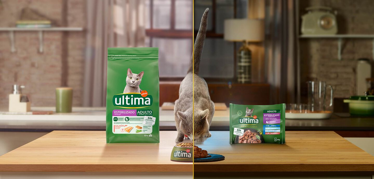 Alimentaci&oacute;n mixta: C&oacute;mo darle a tu gato comida h&uacute;meda y seca