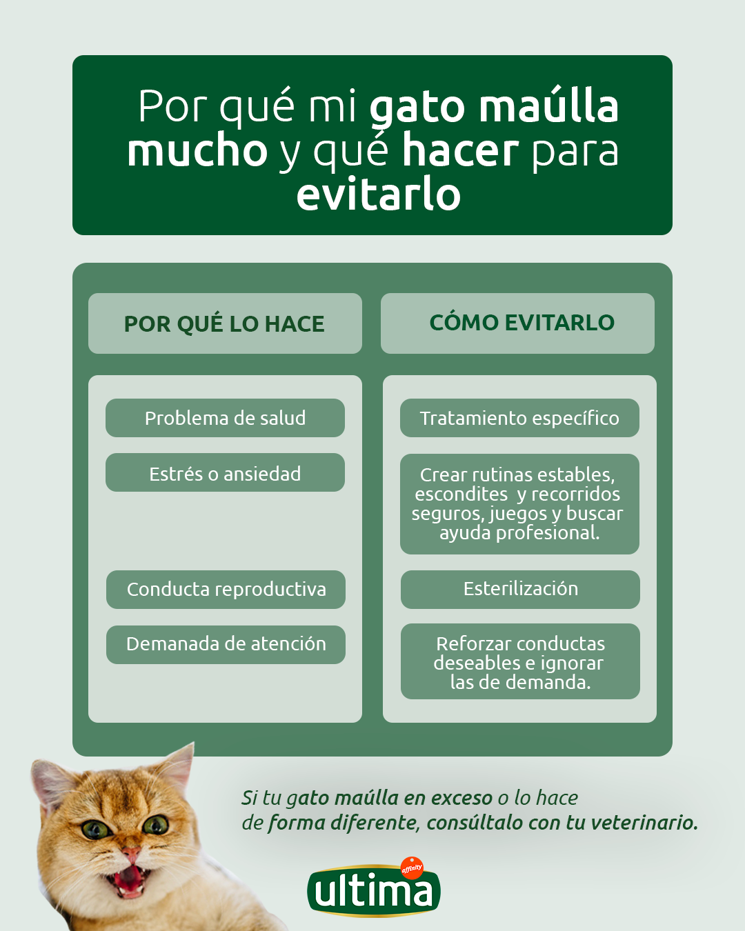 Por qu&eacute; mi gato ma&uacute;lla mucho y qu&eacute; hacer para evitarlo