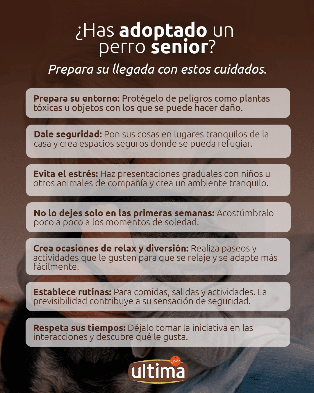 Adopci&oacute;n perro senior
