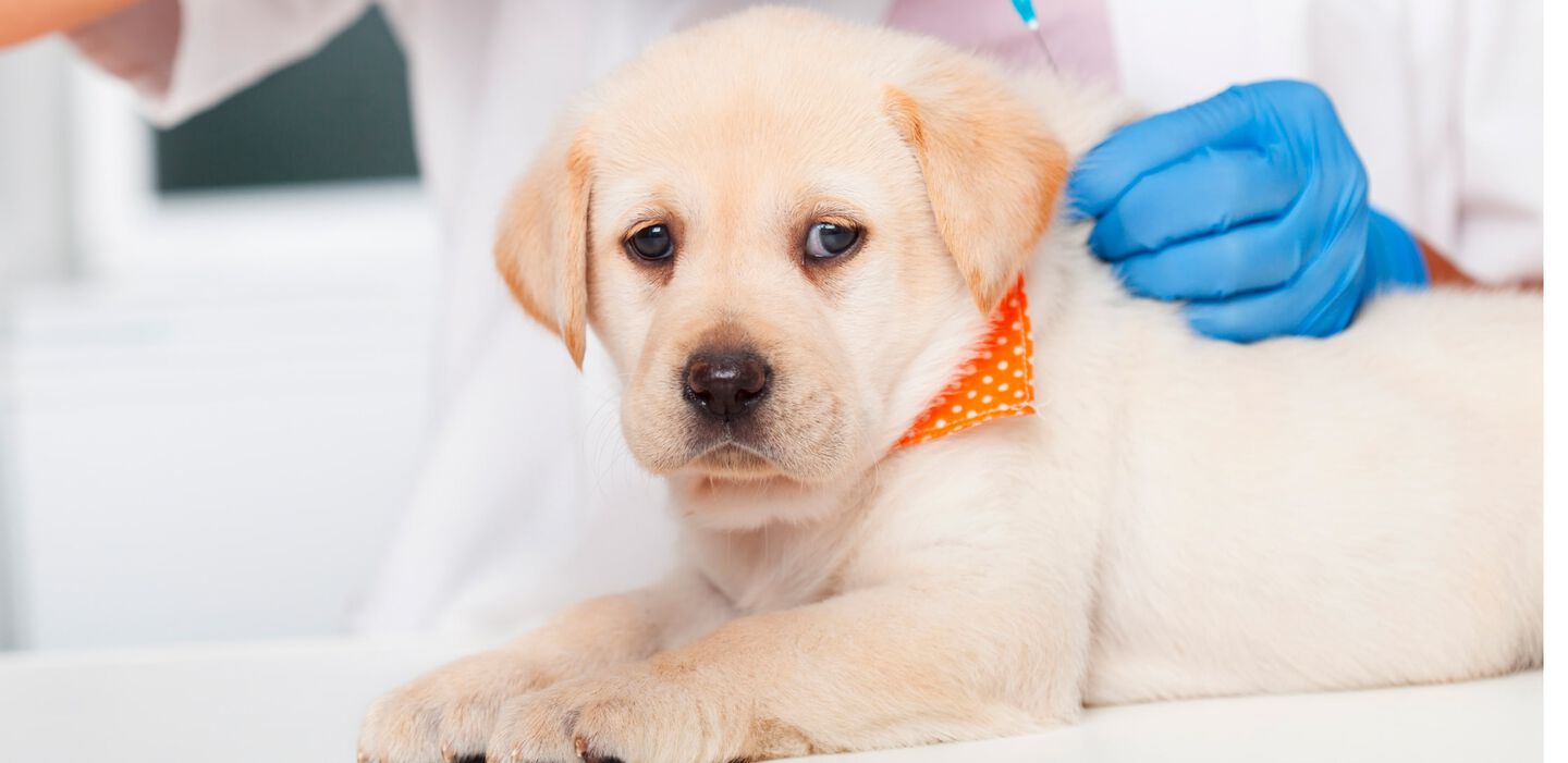 C&oacute;mo elaborar un plan de salud para tu cachorro