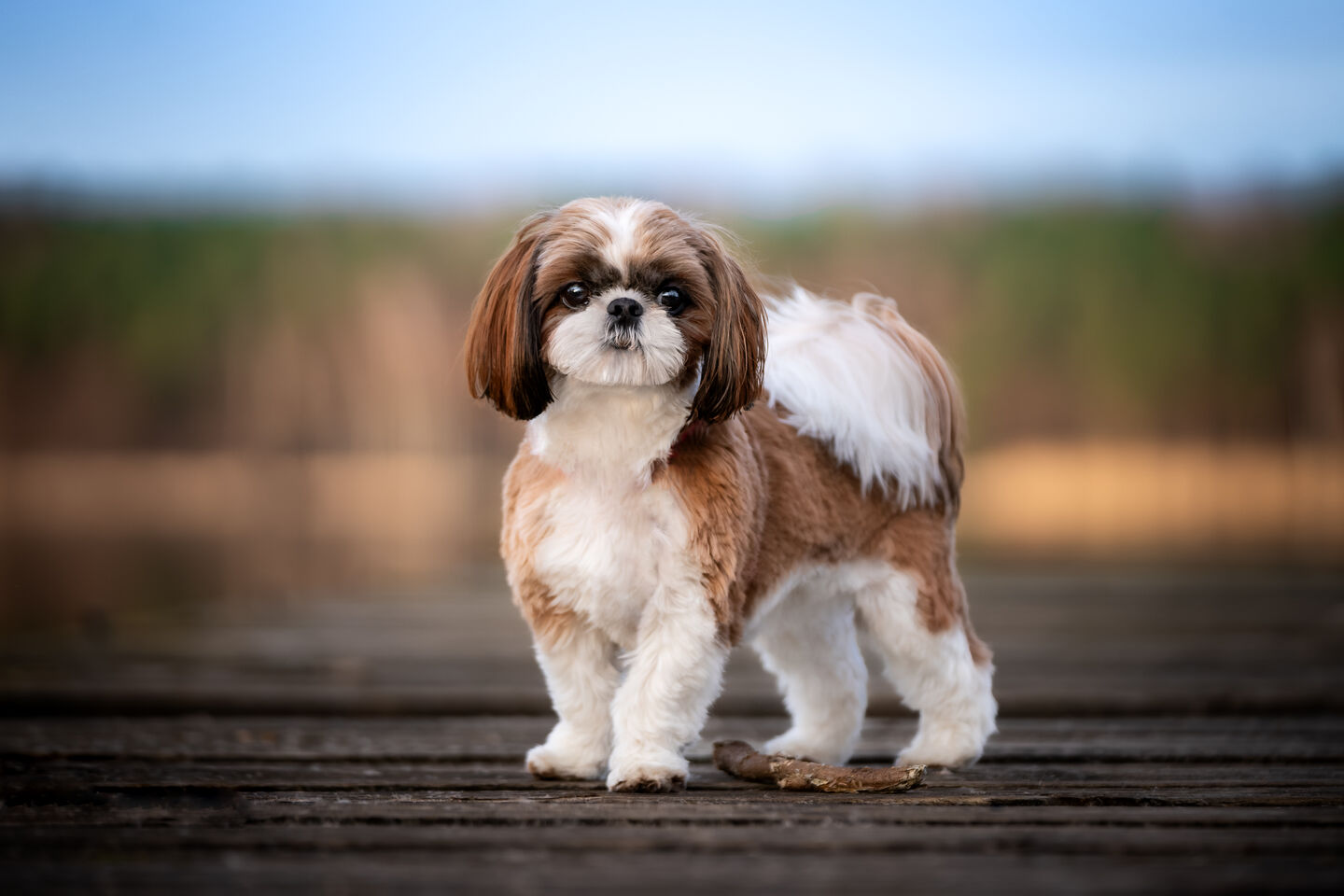 Shih Tzu blanco y marr&oacute;n