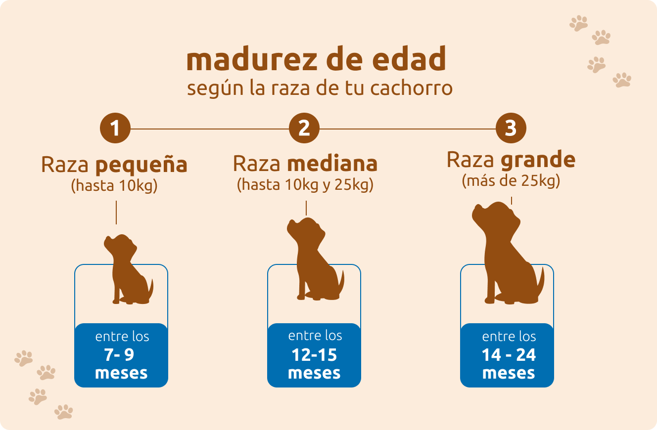 Madurez de edad seg&uacute;n la raza