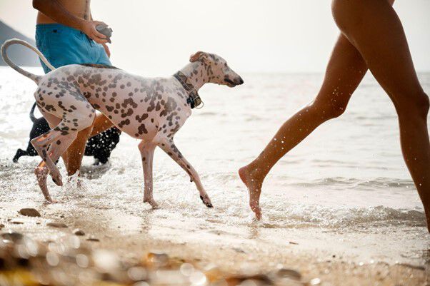 Perro con sus pet parents en la playa