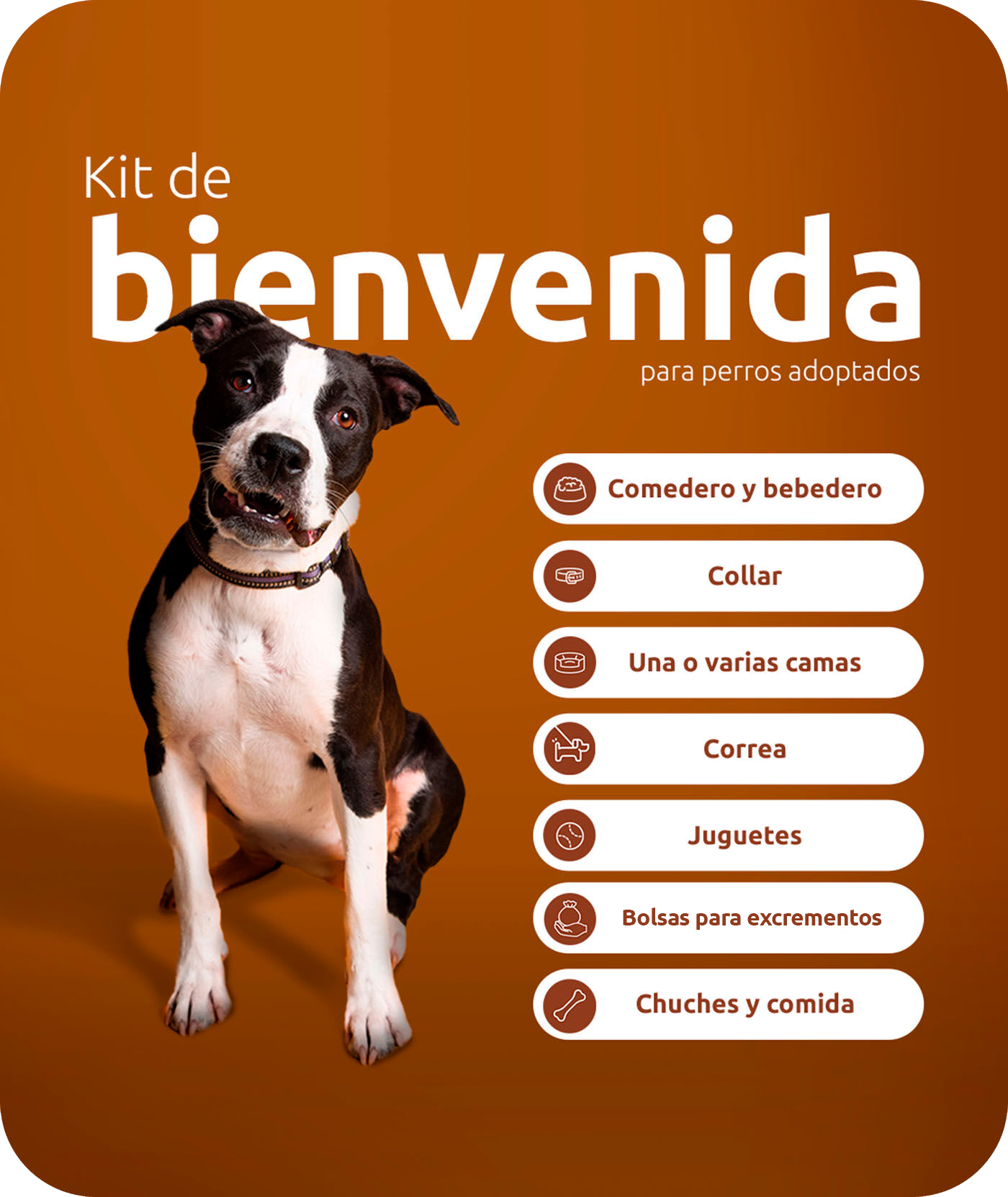 Kit de bienvenida para perros adoptados