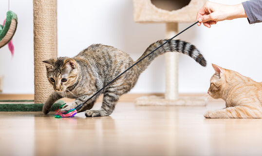 Gatos jugando