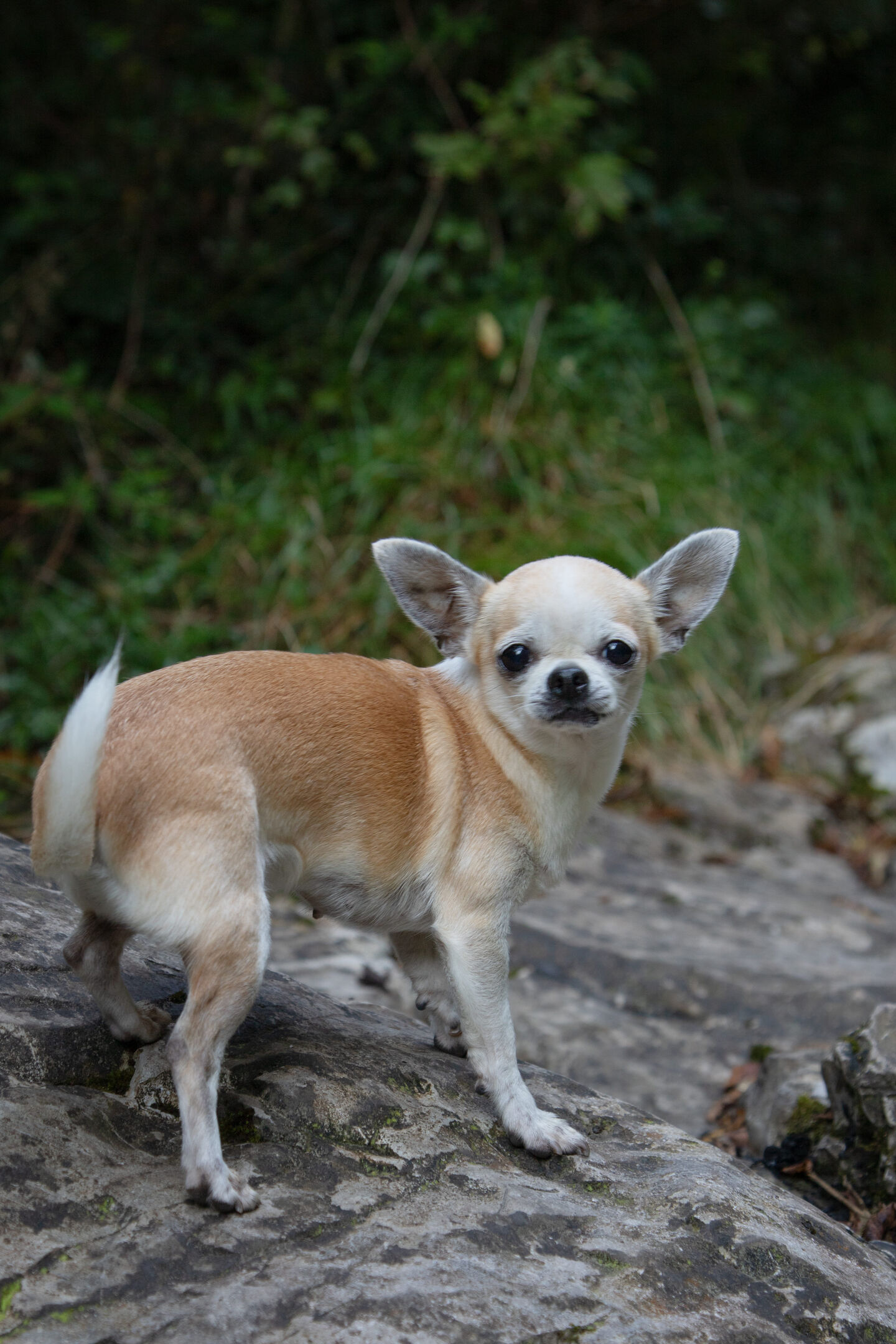 Chihuahua blanco y marr&oacute;n sobre una roca