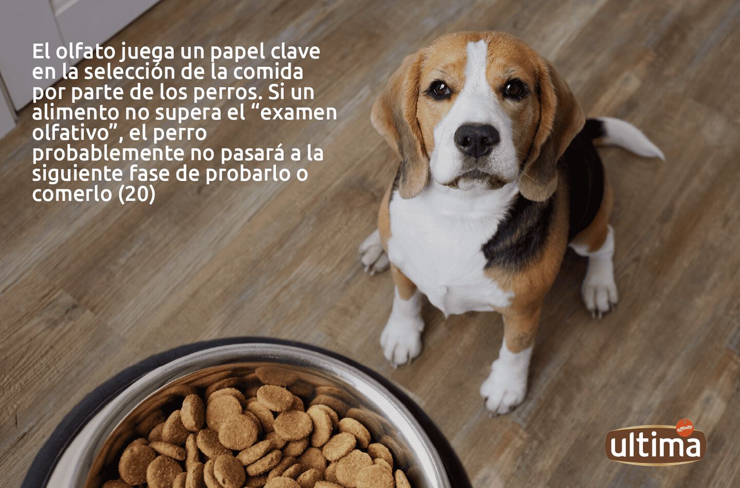 Perro blanco oliendo su plato con pienso. Texto: &iquest;Sab&iacute;as que&hellip;? El olfato juega un papel clave en la selecci&oacute;n de la comida por parte de los perros. Si un alimento no supera el &ldquo;examen olfativo&rdquo;, el perro probablemente no pasar&aacute; a la siguiente fase de probarlo o comerlo (20). Vi&ntilde;eta del perro: &ldquo;Mmm, d&eacute;jame investigar... Veredicto: Alimento aprobado. &iexcl;A comer!
