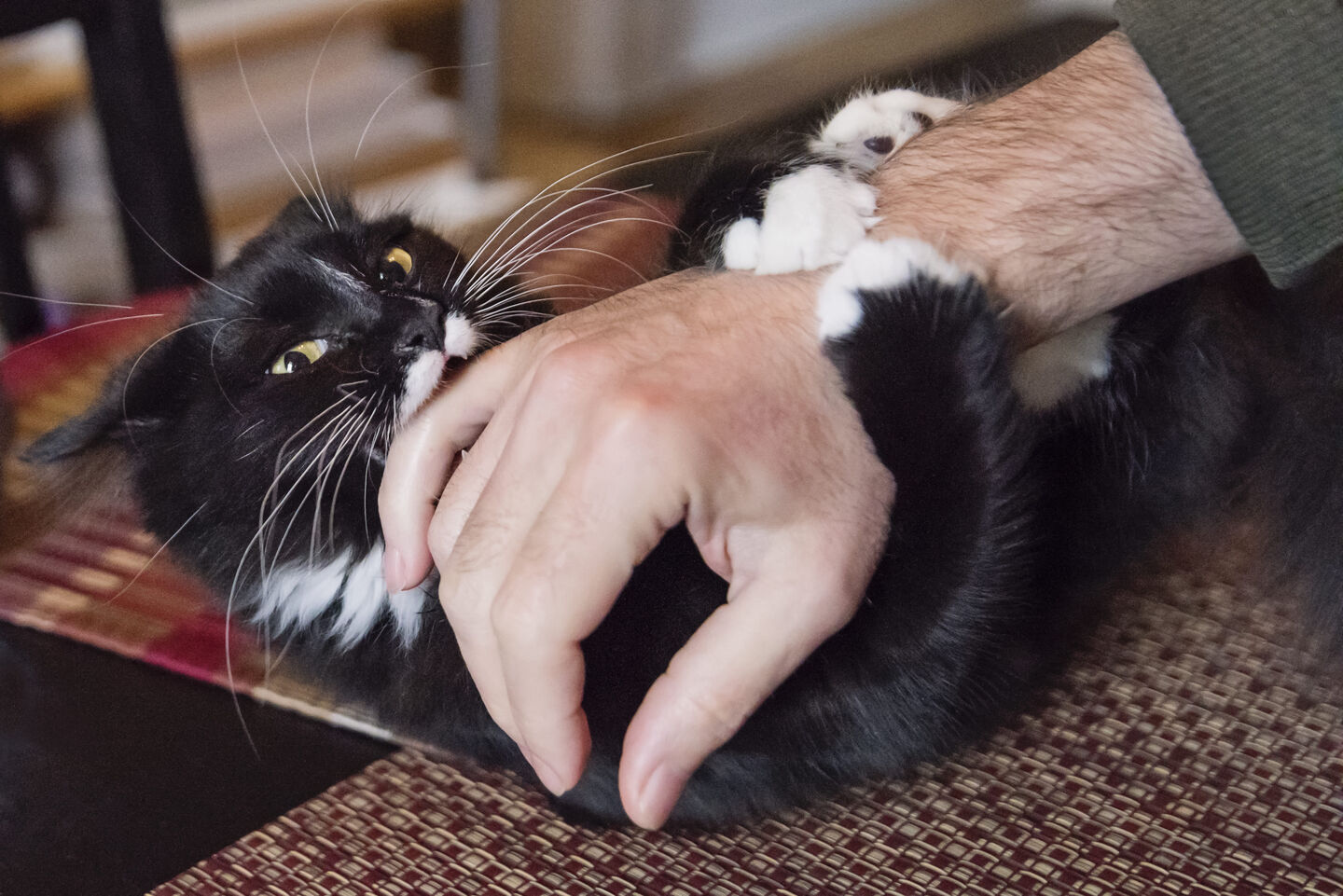 Gato negro y blanco abrazando y mordiendo la mano de su pet parent