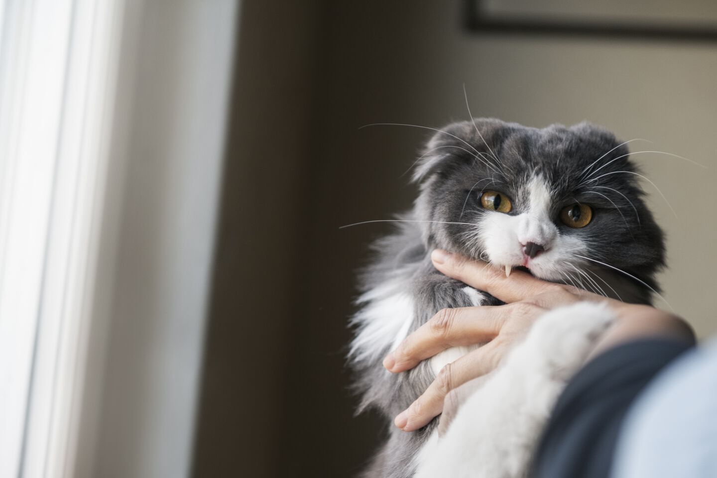 Gato gris y blanco mordiendo el dedo de su pet parent