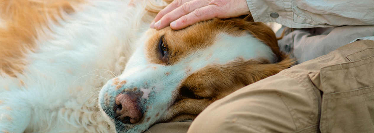 Diarrea en perros: causas, signos cl&iacute;nicos y tratamientos comunes 