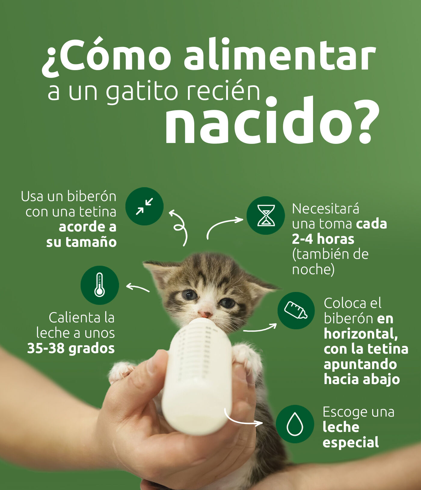 C&oacute;mo alimentar a un gatito reci&eacute;n nacido