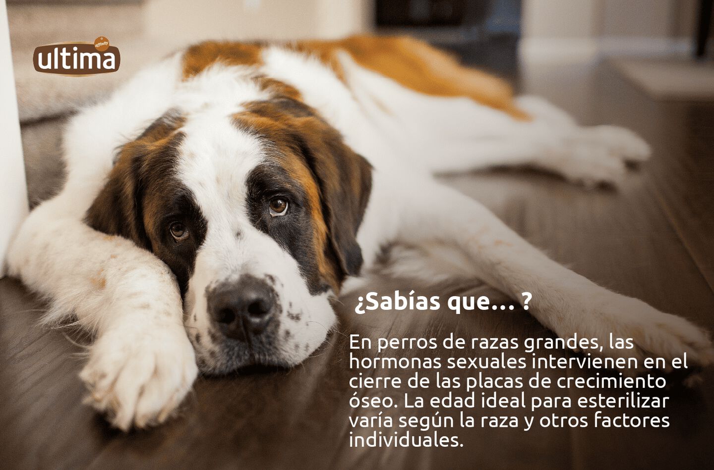 Perro color marr&oacute;n de tama&ntilde;o grande. Texto: &ldquo;&iquest;Sab&iacute;as que&hellip;? En perros de razas grandes, las hormonas sexuales intervienen en el cierre de las placas de crecimiento &oacute;seo. La edad ideal para esterilizar var&iacute;a seg&uacute;n la raza y otros factores individuales.