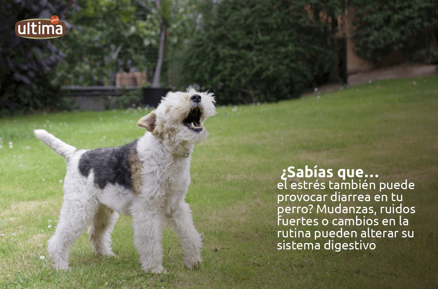 IMG ALT: Perro blanco con la lengua afuera y saltando. Texto: &iquest;Sab&iacute;as que&hellip; el estr&eacute;s tambi&eacute;n puede provocar diarrea en tu perro? Mudanzas, ruidos fuertes o cambios en la rutina pueden alterar su sistema digestivo.