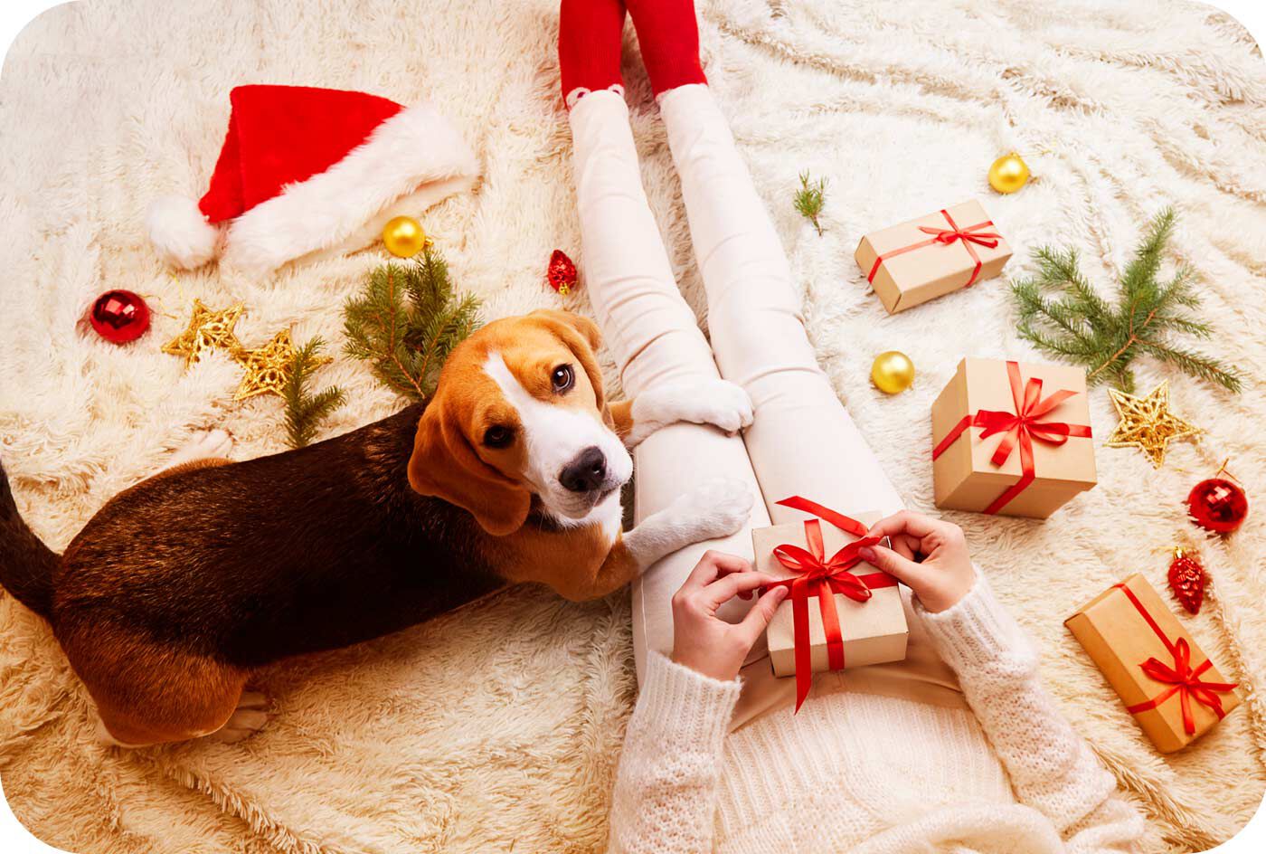 C&oacute;mo disfrutar la Navidad con tu perro o gato
