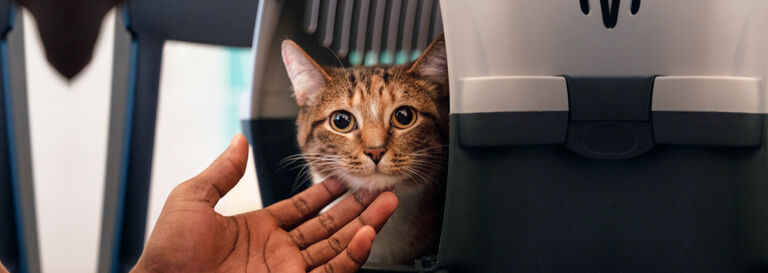 C&oacute;mo elegir el transport&iacute;n para tu gato