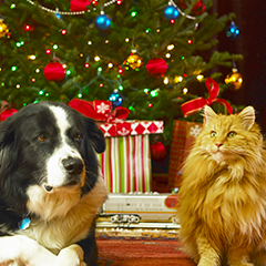 Image Link For Navidad con perros y gatos: consejos