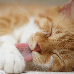 Image Link For Bolas de pelo en gatos: causas y prevenci&oacute;n