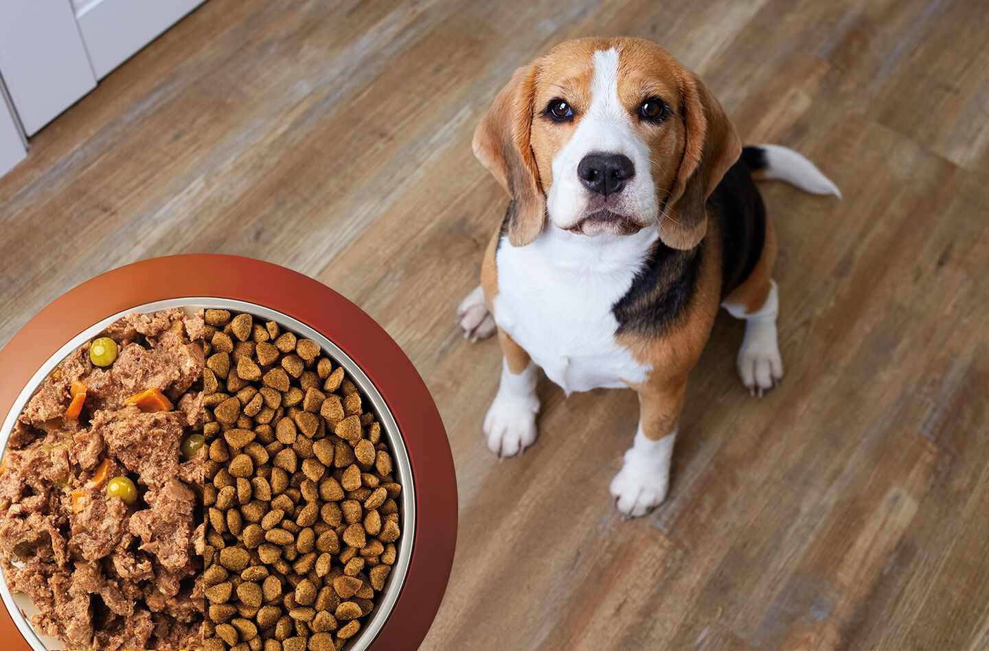 perro con dos bol de comida