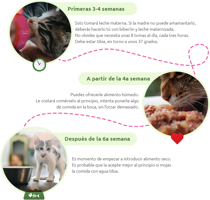 Asegura su alimentaci&oacute;n con estos pasos