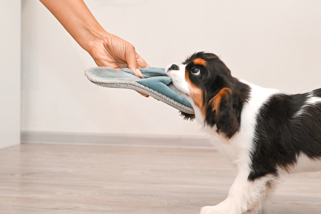 Perro mordiendo una zapatilla
