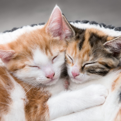 Image Link For C&oacute;mo gestionar la convivencia de dos gatos en casa