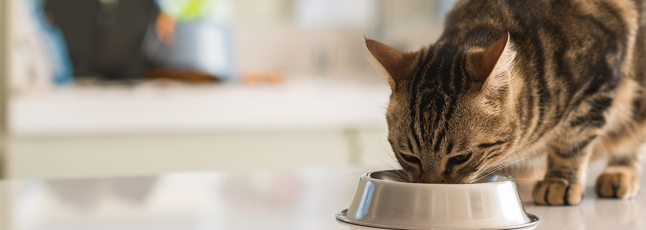 gato mirando a plato de comida