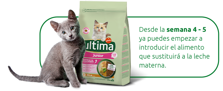 &iquest;Cu&aacute;ndo se le puede empezar a dar comida a los gatitos?