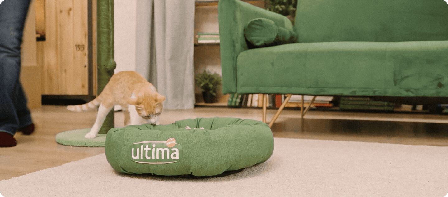 Gato con su cama