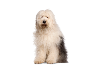 Bobtail (Old English Sheepdog)