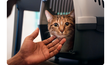ART Vacaciones qu&eacute; hacer con tu gato IMG 6.png