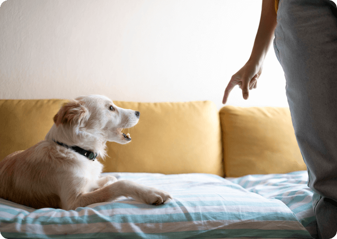 Perro tumbado en el sof&aacute;