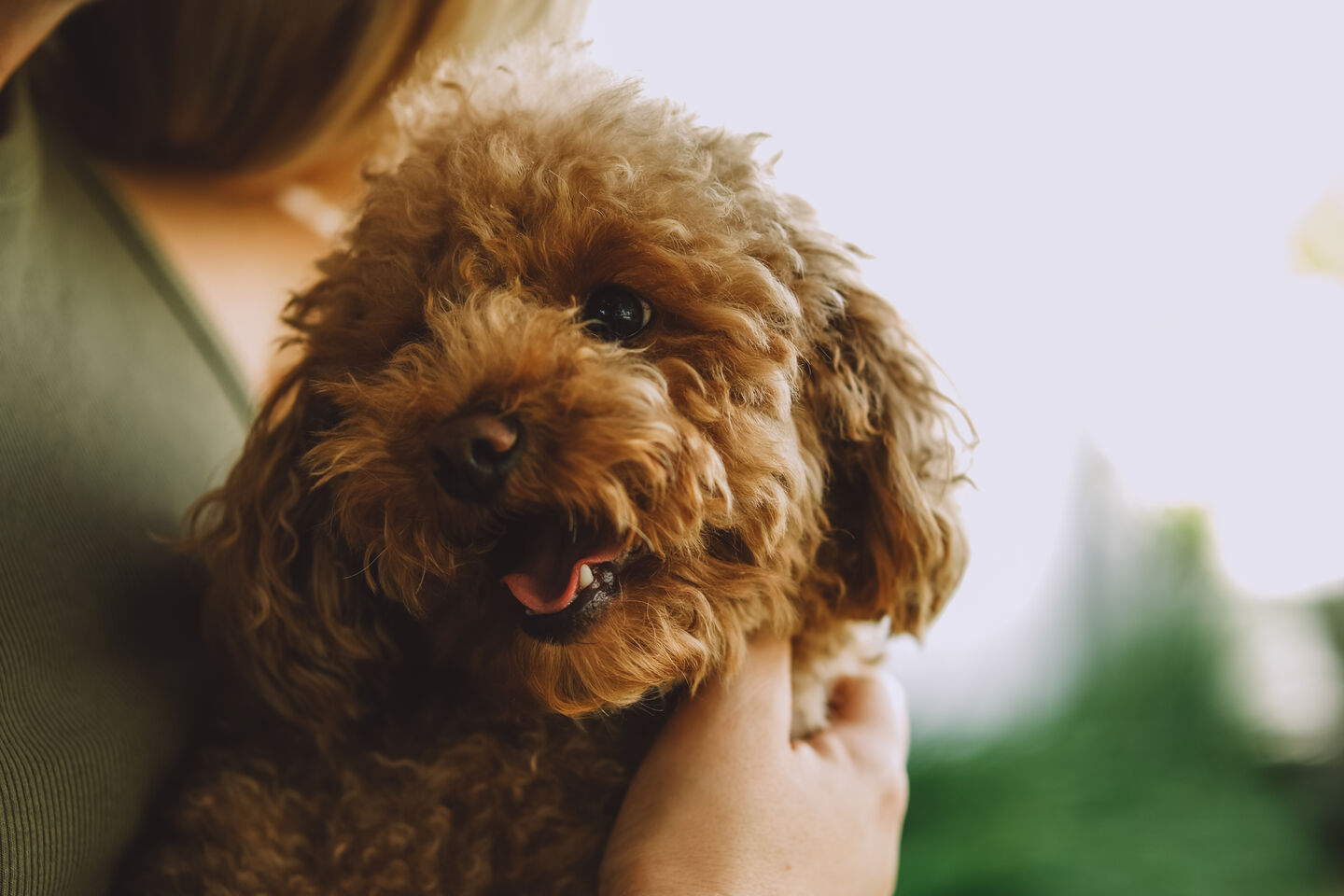 Caniche en brazos de su pet parent