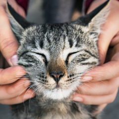 Image Link For C&oacute;mo acariciar a tu gato: consejos pr&aacute;cticos