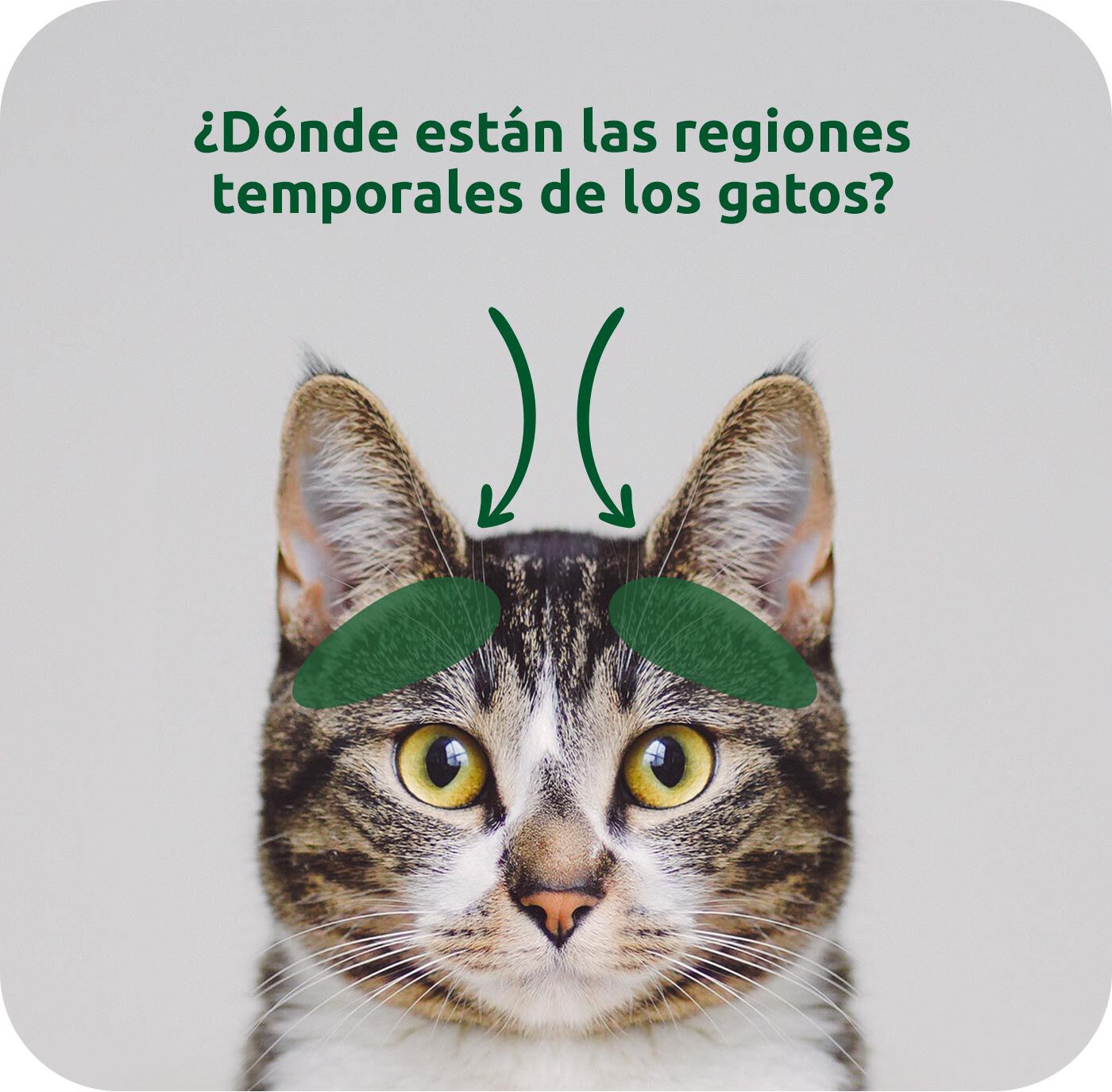 &iquest;D&oacute;nde est&aacute;n las regiones temporales de los gatos?