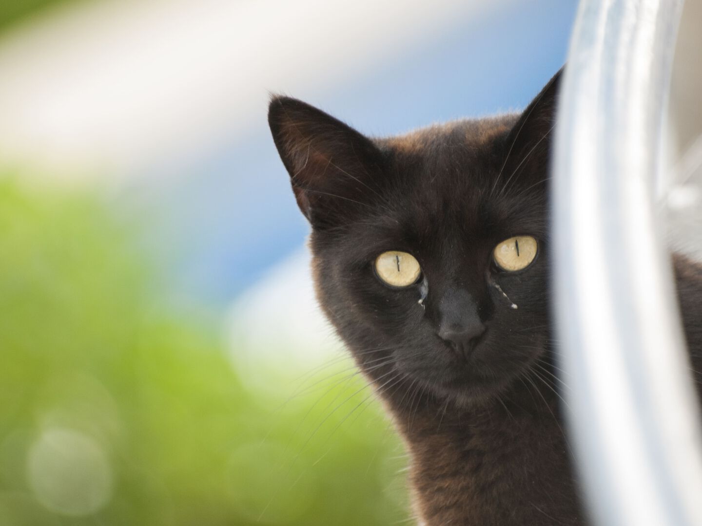 Gato negro con conjuntivitis