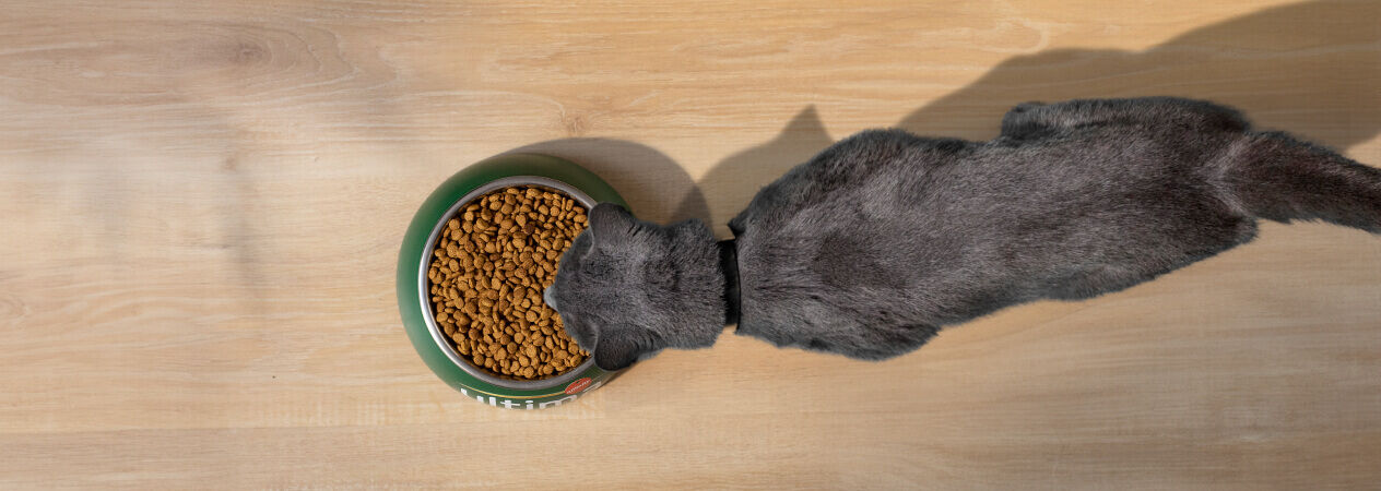 C&oacute;mo alimentar a tu gato