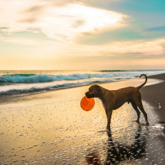 Image Link For Mejores playas para perros cerca de m&iacute; | Mapa