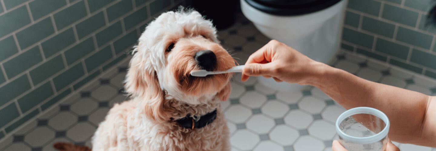 &iquest;C&oacute;mo cuidar la higiene dental de un perro?