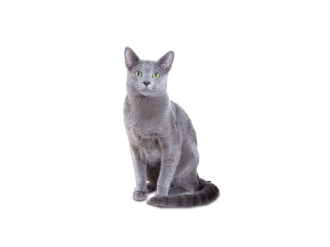 Gato Azul Ruso