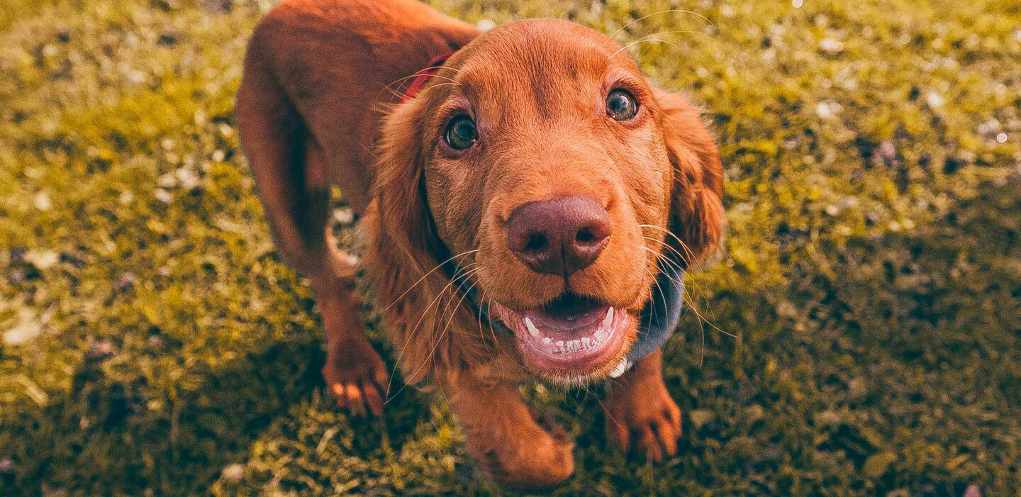 C&oacute;mo ense&ntilde;ar a tu cachorro a hacer sus necesidades