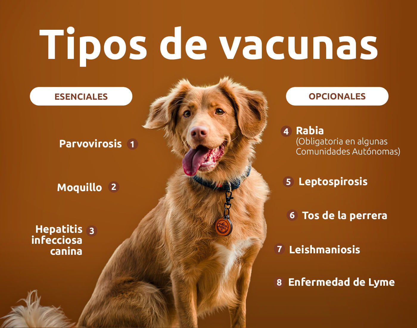 Tipos de vacunas para perros