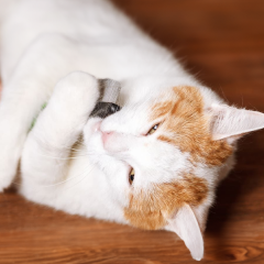 Image Link For Caspa en gatos: causas y soluciones efectivas