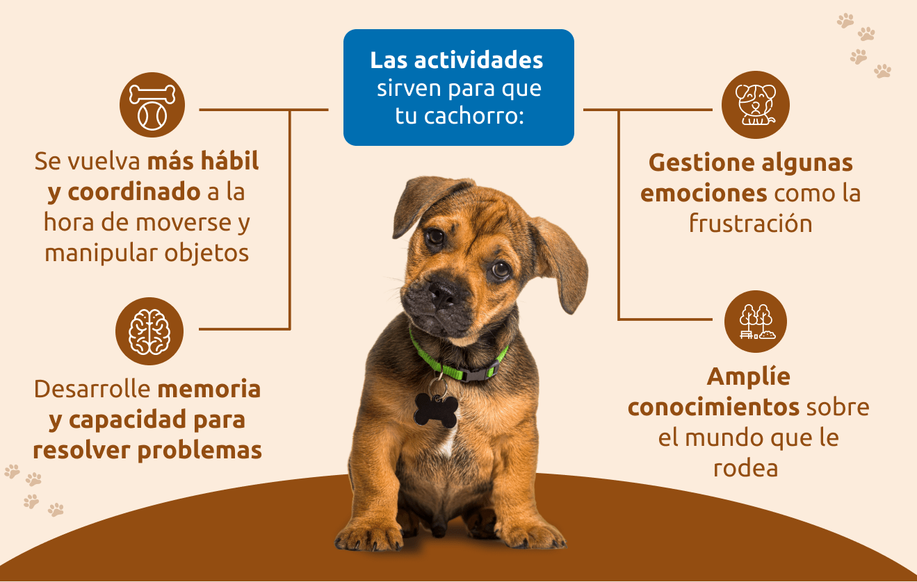 Para qu&eacute; sirven las actividades para tu cachorro