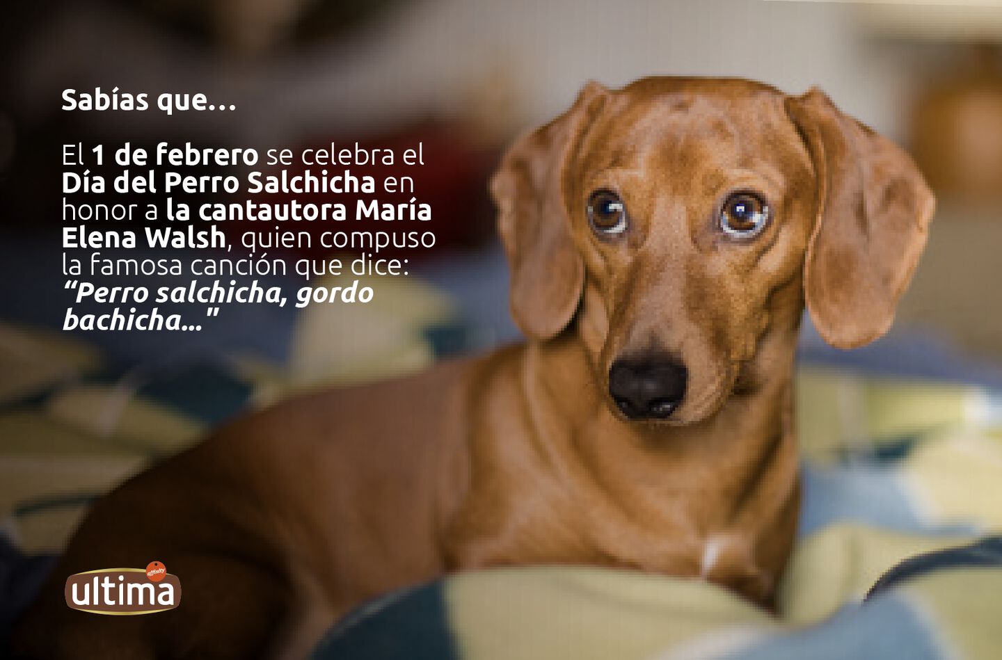 D&iacute;a del perro salchicha