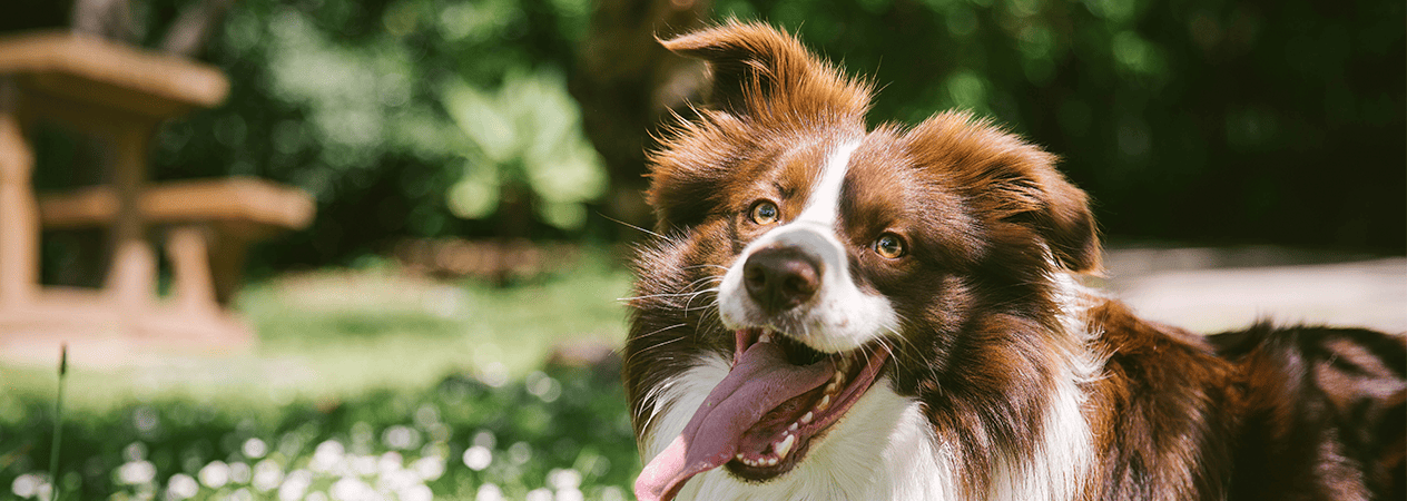 Razas de perros medianos: 15 razas populares y sus caracter&iacute;sticas principales 