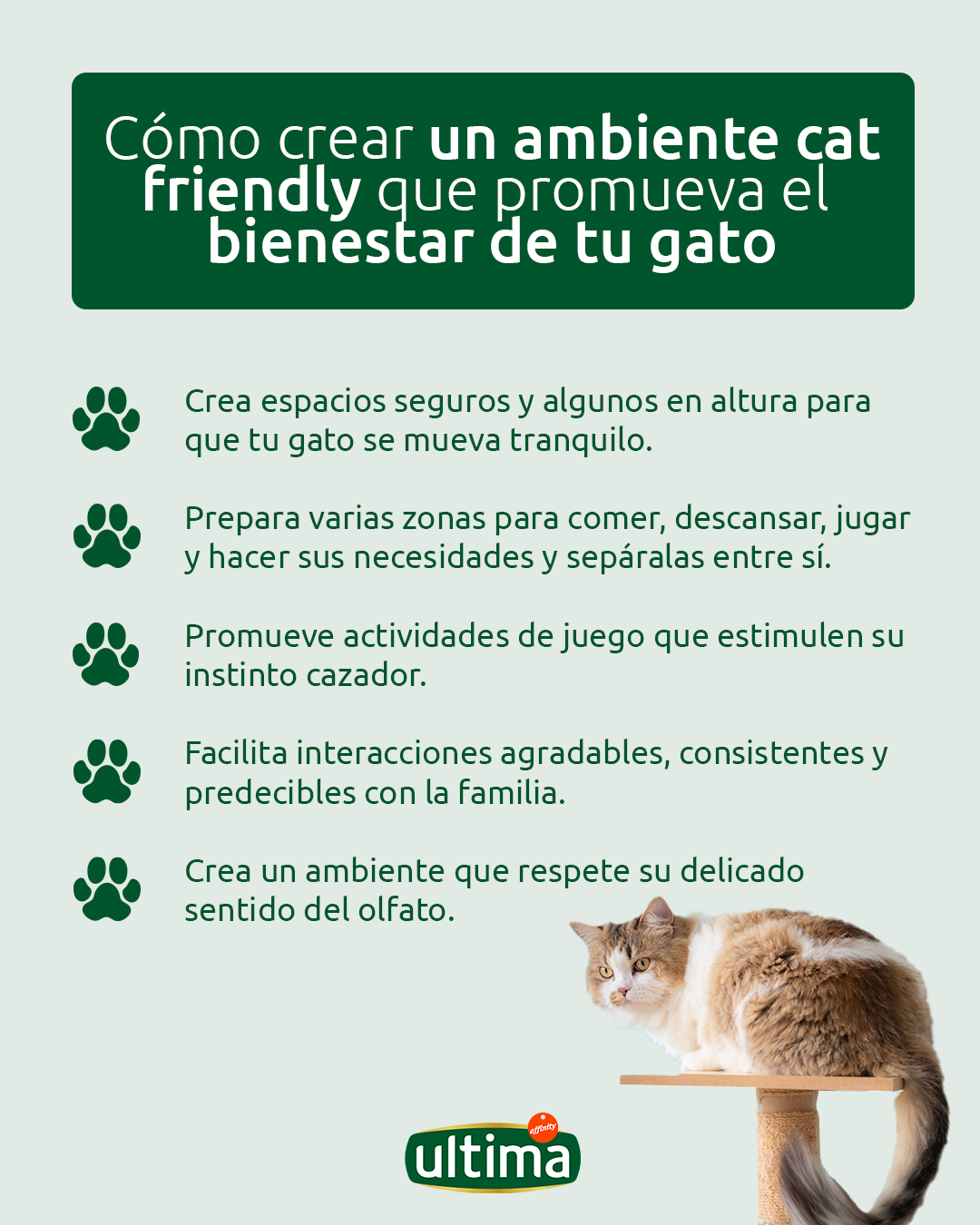 C&oacute;mo crear un ambiente cat friendly