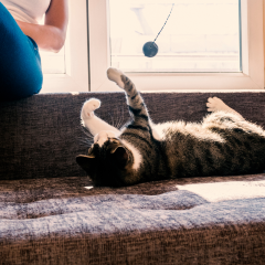 Image Link For Juegos para gatos: c&oacute;mo estimularlos en casa